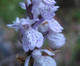 Orchid en route to mostallar